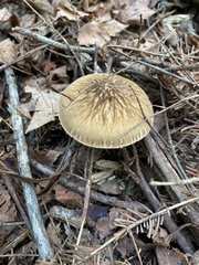 Pluteus granularis