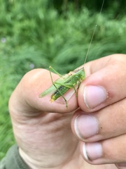 Orchelimum gladiator