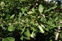 Quercus macranthera