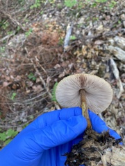 Pluteus granularis