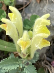 Scutellaria orientalis