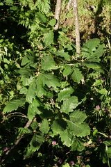 Quercus macranthera