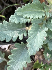 Scutellaria orientalis