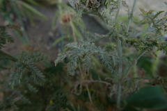 Podosphaera erigerontis-canadensis