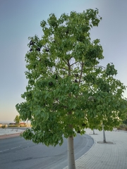 Brachychiton populneus