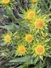 Pyrrocoma carthamoides