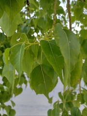 Brachychiton populneus
