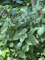 Clerodendrum bungei