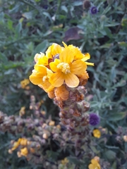 Alectra orobanchoides