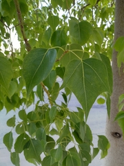 Brachychiton populneus
