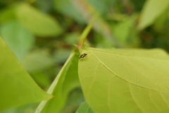 Liocoris tripustulatus