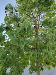 Brachychiton populneus