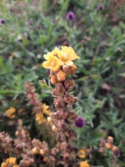 Alectra orobanchoides