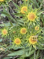 Pyrrocoma carthamoides