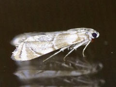 Eoparargyractis plevie