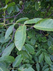 Juglans regia