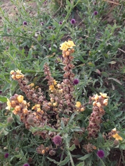 Alectra orobanchoides