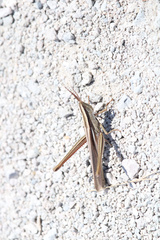 Mermiria intertexta