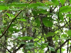 Euonymus macropterus