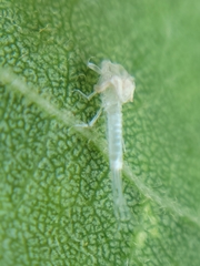 Maccaffertium terminatum