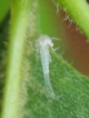 Maccaffertium terminatum