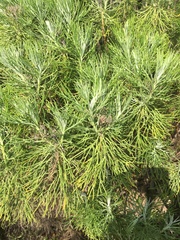 Hymenolepis