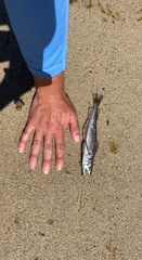 Merluccius bilinearis