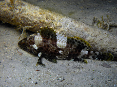 Epinephelus maculatus