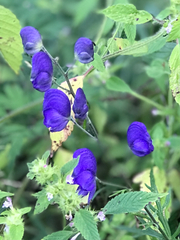 Aconitum delphiniifolium