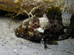 Epinephelus maculatus