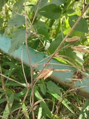 Vicia villosa villosa