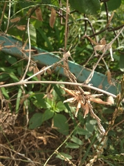 Vicia villosa villosa