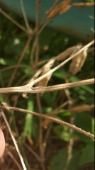 Vicia villosa villosa