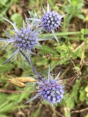 Eryngium caeruleum