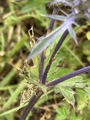Eryngium caeruleum