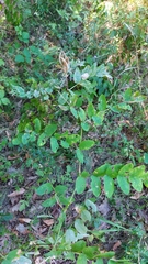 Astragalus glycyphyllos