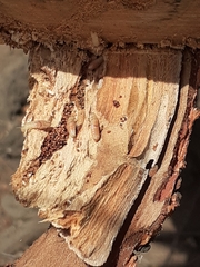 Kalotermes dispar