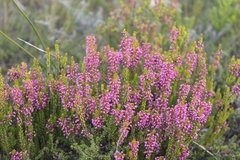 Erica curtophylla
