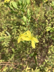 Hypericum galioides