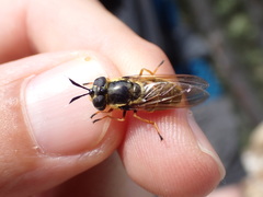Callicera aurata
