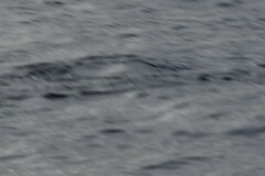 Thunnus