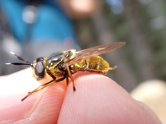 Callicera aurata