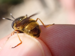 Callicera aurata