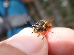 Callicera aurata