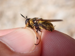 Callicera aurata