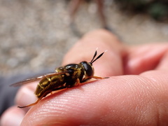 Callicera aurata