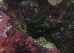 Caulerpa simpliciuscula