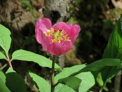 Paeonia obovata