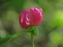 Paeonia obovata