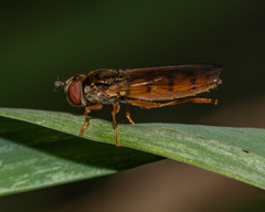 Platycheirus quadratus